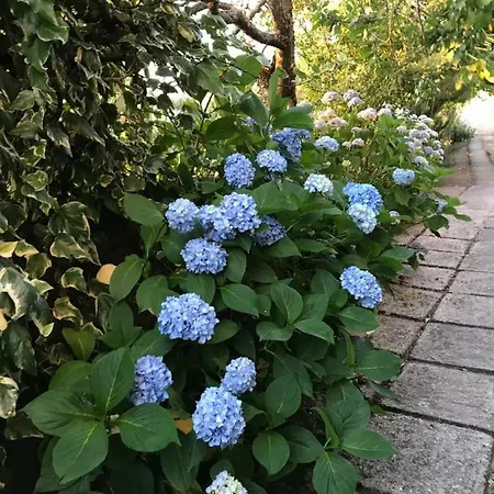 Dds-dominio Sem&ntes * Vouzela