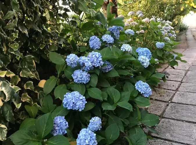 Dds-dominio Sem&ntes * فوزيلا